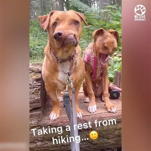 What a little trooper, despite his disabilities he is such a happy little pup 😍 | Awesome Dogs