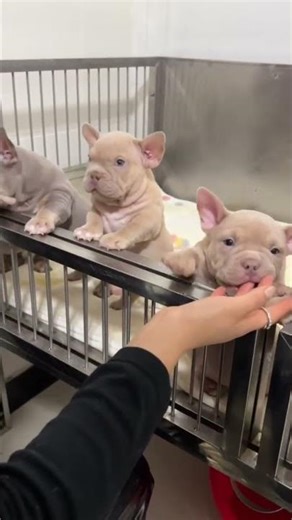 Cutest litter ever !! Amazing micro bully puppies !! } #americanbully