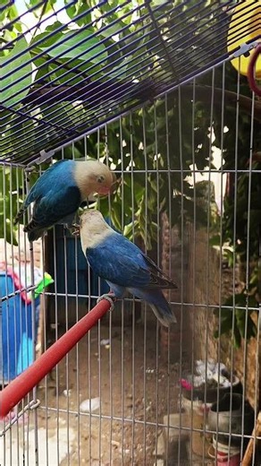 love bird sounds #sound #lovebird #parrot #beautiful