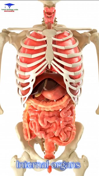Human Internal organs 3D Animation /// #organs #shoertsvideo