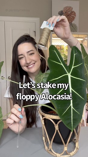 How to Stake Alocasia Frydek for Proper Support