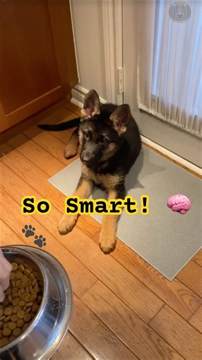 Smart German Shepherd Puppy Learning Basic Commands! 🐾 obedience Training | Paris #germanshepherd