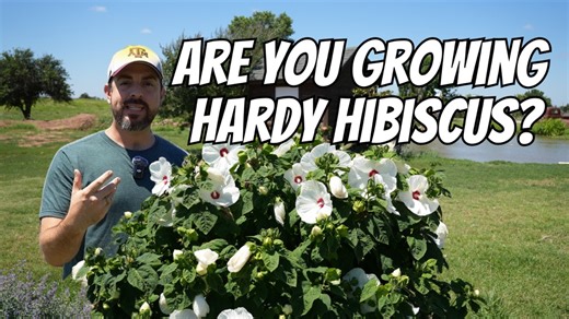 33K views · 425 reactions | 樂Are you growing hardy hibiscus?You...