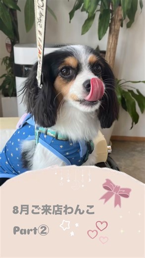 CocoloAmi on Instagram: "みなさんこんにちは🌿 cocolo amiです🐶🤍 8月のご来店わんこPART2です☀️ 猛暑が続く中、暑さに負けず元気に走るまわるわんこたちにスタッフ全員元気をもらっていました💪🏻 店内でまったり涼しげに過ごす姿も可愛さ満点でした🎀 8月ご来店いただいたみなさまありがとうございました☀️ 📍656-1743 兵庫県淡路市斗ノ内386-1 ☎️079-970-5029 🕐10:00~17:00 (food L.O 16:00 / drink L.O 16:30) #淡路島 #淡路島カフェ #ドッグラン #ドックラン #淡路島グルメ 淡路島旅行 淡路島観光 淡路島ランチ 淡路島ドライブ 犬同伴 犬同伴可 犬同伴ok 犬同伴カフェ わんちゃん店内ok 犬店内ok ドッグカフェ ドックカフェ"