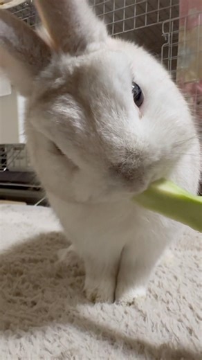 Rabbit eating broccoli ASMR 🥦 | Omochi
