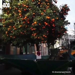 Well that's one way to get the job done! 😱🍊​ ​ 🍊🍊An annual ritual in Valencia City: the shaking of the oranges from the thousands of orange trees scattered in the streets and parks. The municipality of Valencia developed a bat-like machine to significantly reduced the number of working days for orange removal and is the best method for not causing damage to the orange trees.​ ​ From the approximately 12,000 orange trees that are scattered through the streets of the city of Valencia and its m
