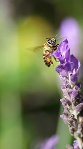 Bee's Navigation Secrets 🐝🌞 #bees #sun #navigation #naturesecrets #nature #beecolony #beefacts #savethebees #factsonly #geohoney | Geohoney