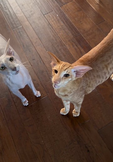 Raspy Keeby: Oriental Shorthair Who Sits on Command