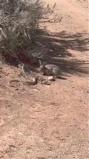 rabbit survives venomous snake attack