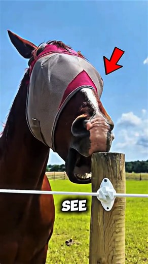 Ever Seen A Horse Doing This? Here Is Why #horse #shorts