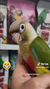 Parrot talking for parrots #parrot #shorts #youtubeshorts #parrotsongs #entrainment