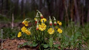 coltsfoot bush in forest meadow move in strong wind, yellow flowers and overblown with seeds, romantic mood, tree trunks and blue sky blurred background, spring awakening and nature revival idea