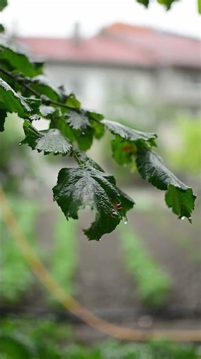 Rain Drops Falling from Leaves 🌿 Calm Nature Close-Up #shorts