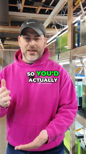 Don't let the size fool you! Scarlet Badis are stunning and predatory nano fish. They might be small, but they require a ton of live daphnia to fuel their hunt! ▶️ Watch the FULL video Here ▶️https://youtu.be/vVdNvPTCArA Other Helpful Links: 👨‍👩‍👧‍👦 Unlock exclusive content & perks — Join the Aquarium Club! Join here 👉 https://www.youtube.com/channel/UCwqXcfzaWIkNPtvlYuLb1Dg/join 👾 Join our Flip Fam on Discord — chat, learn, and connect with our community! Hop in here 👉 https://discord.gg