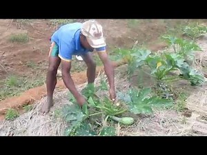 Agriculture Naturelle à Madagascar