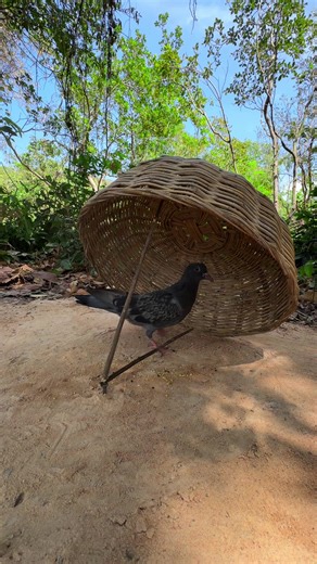 Unique Innovative Pigeon Trap for Survival Enthusiasts