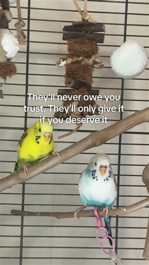 im crying 😭 they’re so happy together #budgietok #tamebudgie #budgiesoftiktok #parakeetsoftiktok