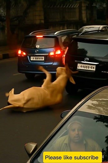 Cow Stuck in the Middle of the Road Real Traffic Accident Shocking Scene