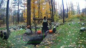 9.7K views · 719 reactions | The turkeys are not too sure about Woody's costume. ⛄️ 旅 | Snowman Cam | Facebook