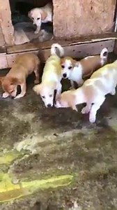 1.2K views · 65 reactions | Ein kurzes Update unserer kleinen geretteten Familie von vor 3 Wochen ❤ Alle sind wohlauf und spielen fleissig. Schon bald halten alle Ausschau, nach einem Zuhause ❤ | Homeless Dogs Romania e.V | Facebook