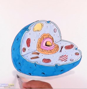 Dibuja la célula animal y sus partes Bienvenidos una vez mas a #papelylapiz #dibujos, vamos a dibujar la #celulaanimal y todos sus componentes internos. | Papel y Lápiz Dibujos