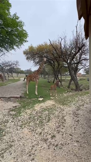 Join us in celebrating Nettie the giraffe, as she enjoys her sweet 16! 🎂She is not only a friendly face in the Preserve Pasture, but a big contributor to the conservation of her species. Nettie was born at Fossil Rim in 2010, and over the years has raised seven calves of her own. Most of these babies have since grown and moved on to other facilities, where Nettie's genetics can be used to produce more healthy giraffes in the future! | Fossil Rim Wildlife Center