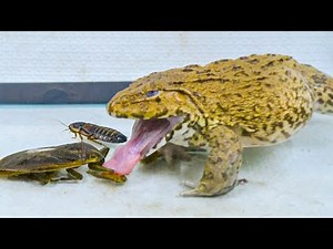 Asian Bullfrog Try To Eat Giant Water Bugs & Dubia Roaches! Warning Live Feeding