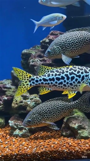 flowerhorn fish beautiful aquarium and fish