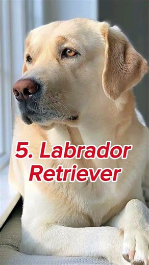 Top 10 Dogs That Are SUPER Easy to Train 🐶💡 #dog #top10