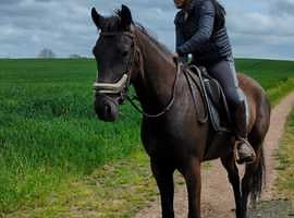 Reduced 1500                   6 year old mare skewbald 13 hands