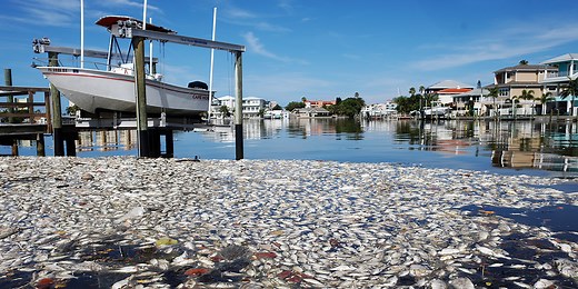 What is a 'red tide'?