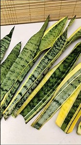 How to Decorate Snake Plants with Seashells Arrangement🐚 #tabledecor #homedecor #snakeplant