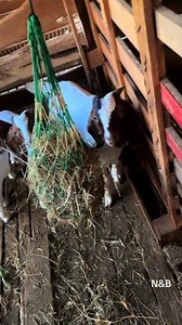 Quality doesn’t make noise — it speaks for itself. Here’s a perfect example of a 100% pure full-blood Boer goat juvenile, built with all the trademark features of superior genetics: strong frame, deep body, solid legs, perfect pigmentation, and exceptional breed character. 📞 For bookings & inquiries: 08142402178 📍 Whatsapp: https://wa.me/ 2348142402178 When you invest in quality, your farm will show the results. Full-blood Boer excellence at its finest! #BoerGoats #FullBloodBoer #BoerGoatBreed
