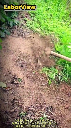 伝統的な手作業による除草と土壌管理工程 #worker #process