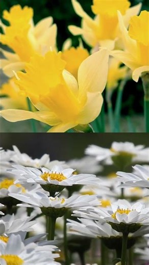 Did you know the Venus Flytrap's reproductive system work...