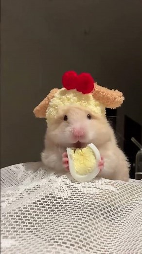 Cute Hamsters Compilation 🐹