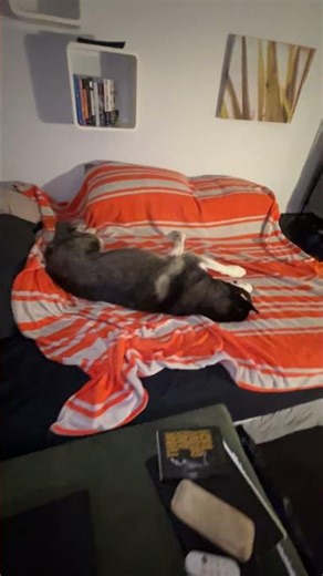 My dog is doing it again , it’s spasm o’clock 🤪🤣