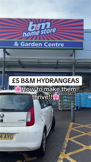 Top Tips for Growing £5 Hydrangeas from B&M