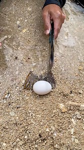 Amazing Big tail!! 😲 | Jolan Francisco