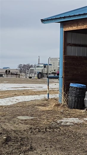 First Experience with a Cattle Pot at Sidney Livestock