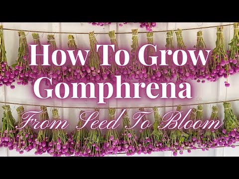 How To Grow Gomphrena from Seed to Bloom (Complete Guide + How to Dry & Use It!)