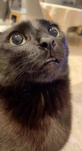 Vidéo Humoristique de Chat Drôle