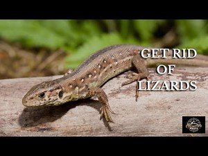 How To Keep Lizards Away. Amazing Home Remedies That Actually Work!