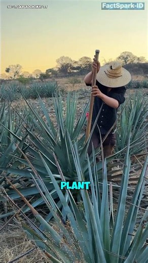 From Desert Plant to Tequila‼️