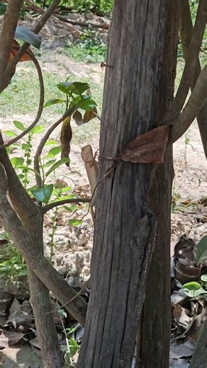 Oriental garden lizards