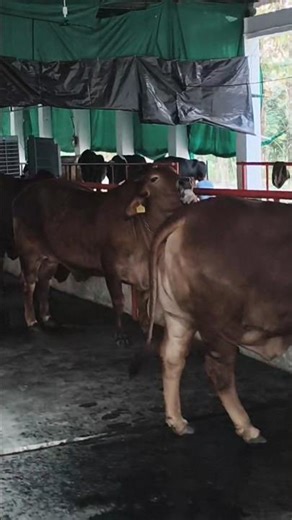 Cow dairy form #breeding #cow #shortsfeed #farming