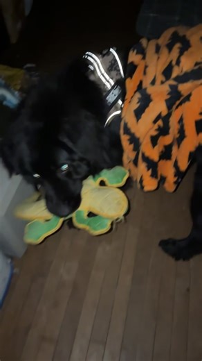 Apollos Bedtime Routine for Dogs and Puppies