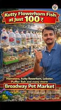 🔥 Kutty Flowerhorn Fish Just ₹100 😱 Chennai Broadway Pet Market | Betta, Puffer & More! #petmarket