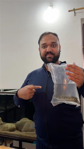 Got a Golden Cobra Snakehead Today