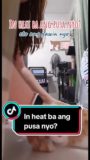 Tips on Managing Cats in Heat: Solutions for Your Feline Companion